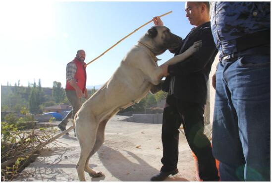 坎高是历经多年培育出的一种土耳其著名猛犬,它是世界上唯一被视为