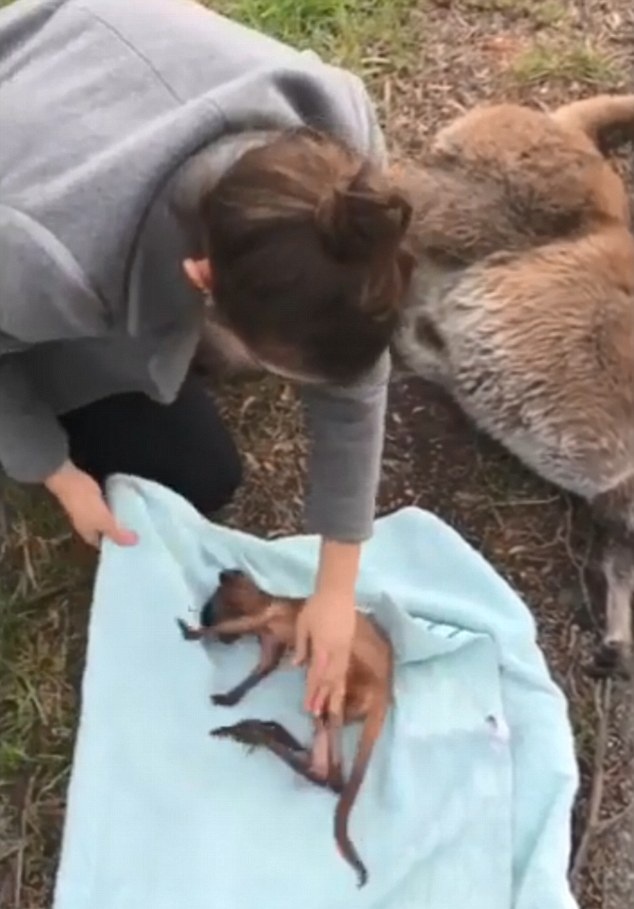 澳女子路遇死亡袋鼠从其育儿袋中救出幼崽