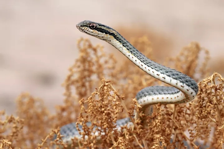 草上飞花条蛇学名:psammophis lineolatus作者:西锐花条蛇身体纤细