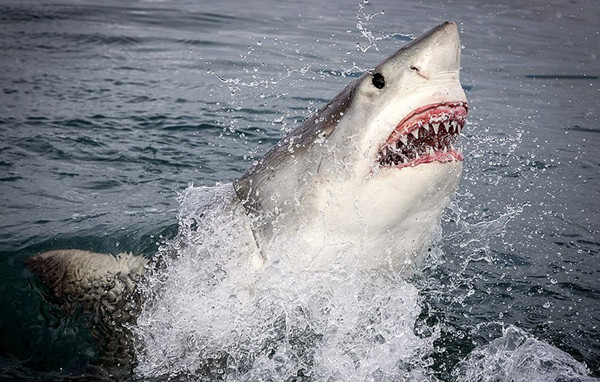 美摄影师近距离抓拍大白鲨展现血盆大口锋利牙齿